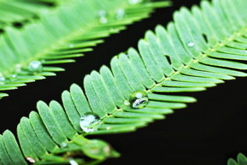 Water droplets on the leaves.