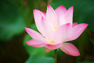 close up of beautiful lotus flower