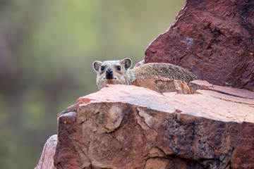 Dassie looking behind red rocks, Namibia, Africa