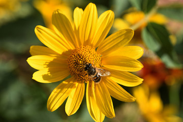 Yellow daisy and bee top view on a blurry green background on a summer sunny day