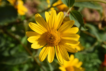 Yellow daisy top view on a blurry green background on a summer sunny day