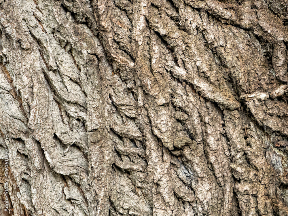 Poster the convex lines on the poplar bark formed an interesting pattern
