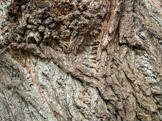 Rough bark of an old poplar with growths. Wood background