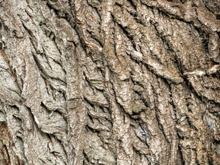 The convex lines on the poplar bark formed an interesting pattern