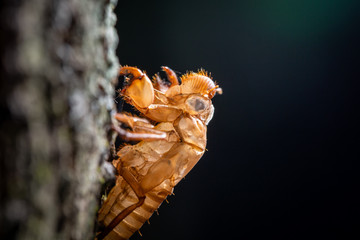Cicadas molting, taken with a flash at night, close up
