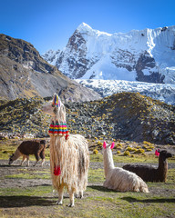 Llama pack in Cordillera Vilcanota, Ausungate, Cusco, Peru - obrazy, fototapety, plakaty