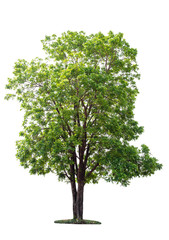 Big green tree isolated on white background with clipping path.