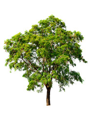 Obraz premium Green tree isolated on white background with clipping path. Tropical trees