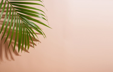 abstract palm leaf and shadow reflection on colorful background.