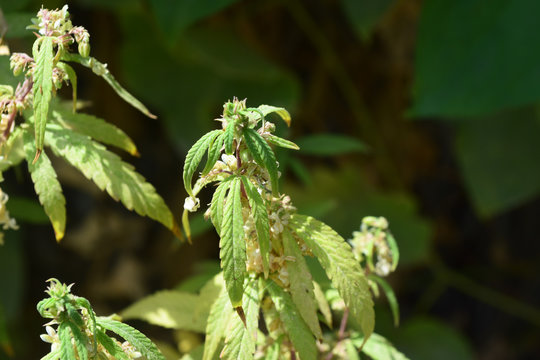 Weed Marijuana Herbal Cannabis green plants leaf medicine drug 