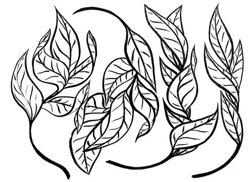 Graphic leaves elements drawn with ink. Black-and-white graphics for design. Set of hand drawn design elements. Collection of black ink abstract textures.