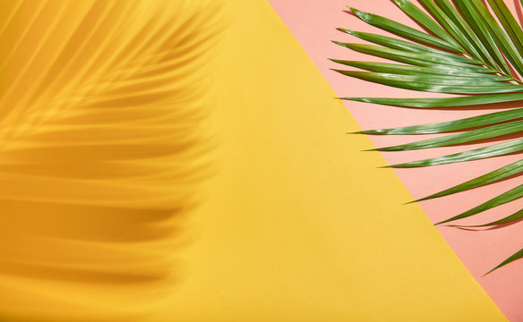 abstract palm leaf and shadow reflection on colorful background.