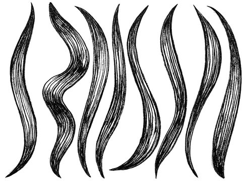 Graphic elements drawn with ink. Black-and-white graphics for design. Set of hand drawn design elements. Collection of black ink abstract leaves, blades of grass