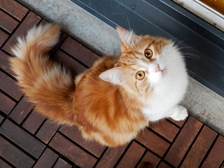 Curious ginger cat looking up at the camera.