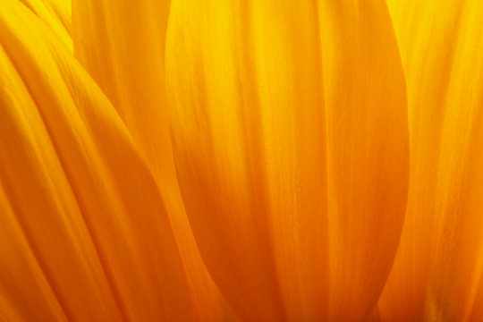 Sunlower blossom colorful natural plant close up macro photo