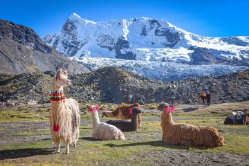 Fotobehang Llama pack in Cordillera Vilcanota, Ausungate, Cusco, Peru © Mark