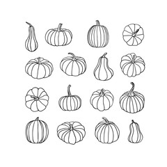 Collection of linear pumpkins on white