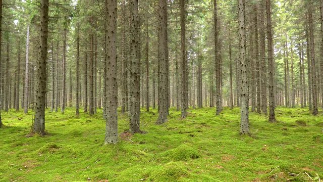 Walking through northen green forest in Finland. Camera moves along green moss between trees. 4K, UHD