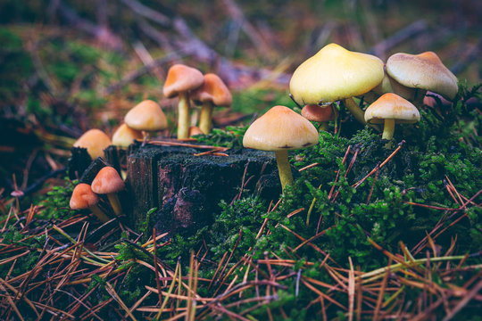 Closeup Of Mushrooms On The Forest Floor.