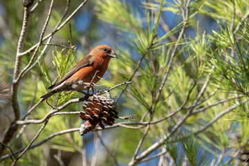 Bec croisé des sapins