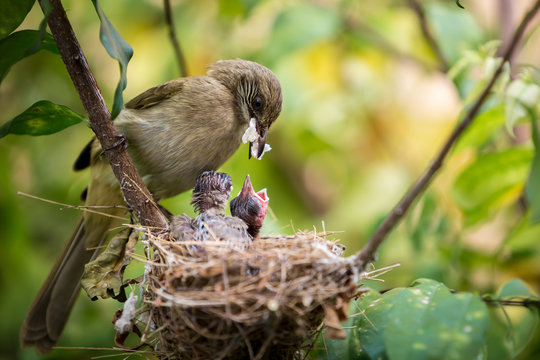 Mother bird feeding her newborn baby in nest on the tree.