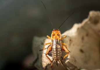 Animal cricket in farming on egg tray. Close up cricket alone, top view