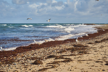 M&ouml;ven steigen auf