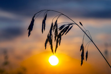 sunset in the sky on the background of reeds