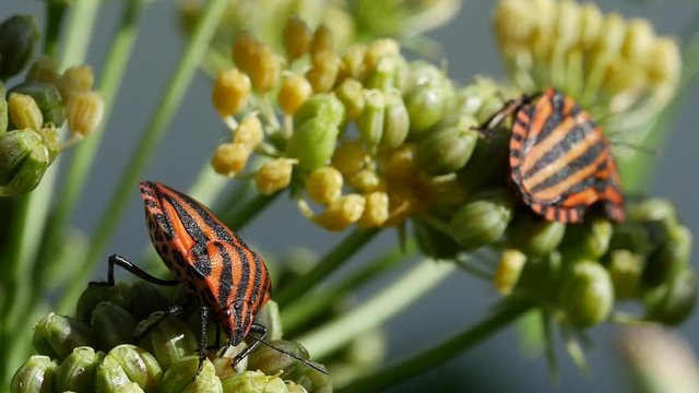 close up macro shot of a firebug (Graphosoma lineatum) on a flower