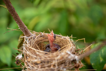 Fototapeta premium Close-up, two newborn baby birds in the nest on the branches in nature.