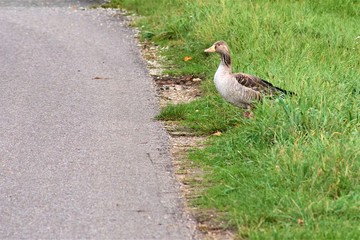 duck on the edge of the road