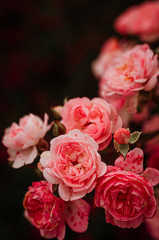 Delicate pink buds of spray roses in the garden.