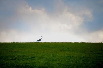 stork on the horizon of a green field and sky