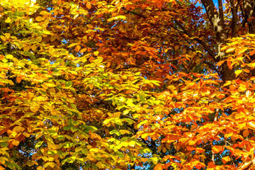 Herbst am Starnberger See 
