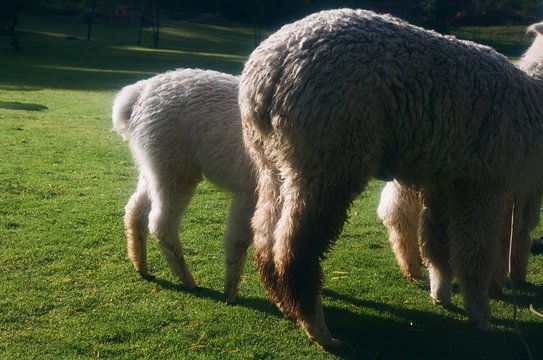 llama