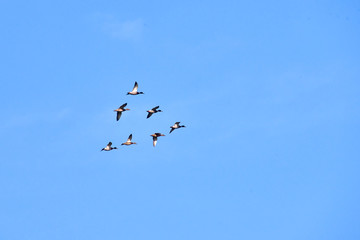 ducks flying in the sky