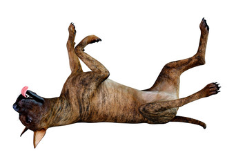 Fototapeta premium 3D Rendering Great Dane Dog on White