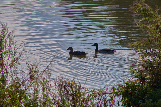 ducks swimming on the lake