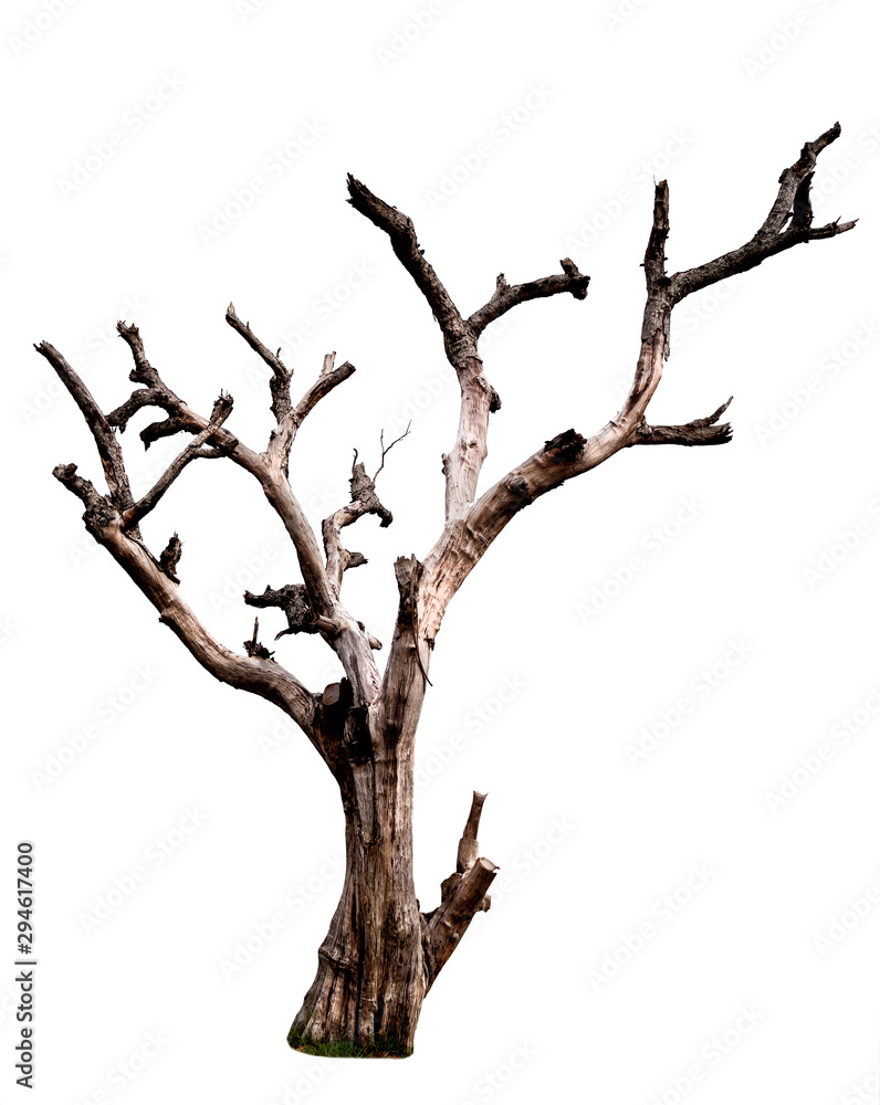 Wall mural dead tree isolated on white background with clipping path. dead and dry tree