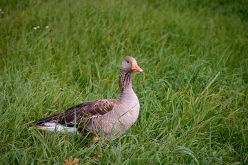 duck on a green field