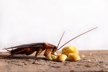 Red cockroach eating food