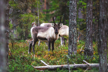 Group herd of deer caribou reindeers, Finnish forest reindeer, pasturing in Oulanka National Park,...
