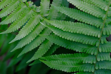 leaves of fern