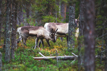 Group herd of deer caribou reindeers, Finnish forest reindeer, pasturing in Oulanka National Park, a finnish national park in the Northern Ostrobothnia and Lapland regions of Finland