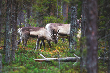 Group herd of deer caribou reindeers, Finnish forest reindeer, pasturing in Oulanka National Park,...