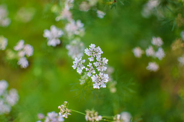 Fennel plant flower
