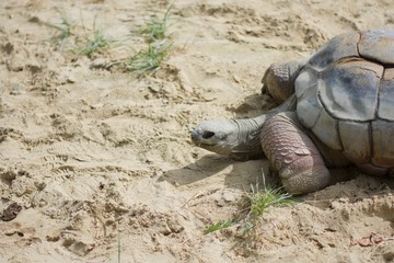 ALDABRA GIANT TORTOISE or GEOCHELONE GIGANTEA in sand pit and sunshine.