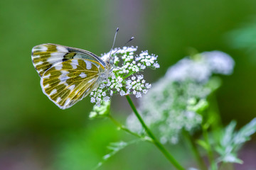 Close-ups of different insects inhabiting wild plants