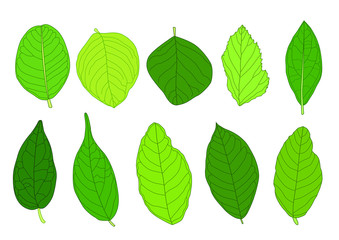 Green Leaves fresh abstract isolated on white background illustration vector 