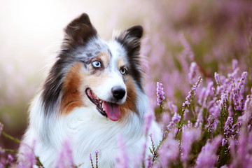 Sheltie
